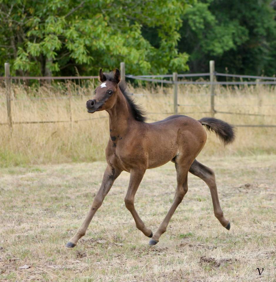 Entire Arabian For sale 2025 Black