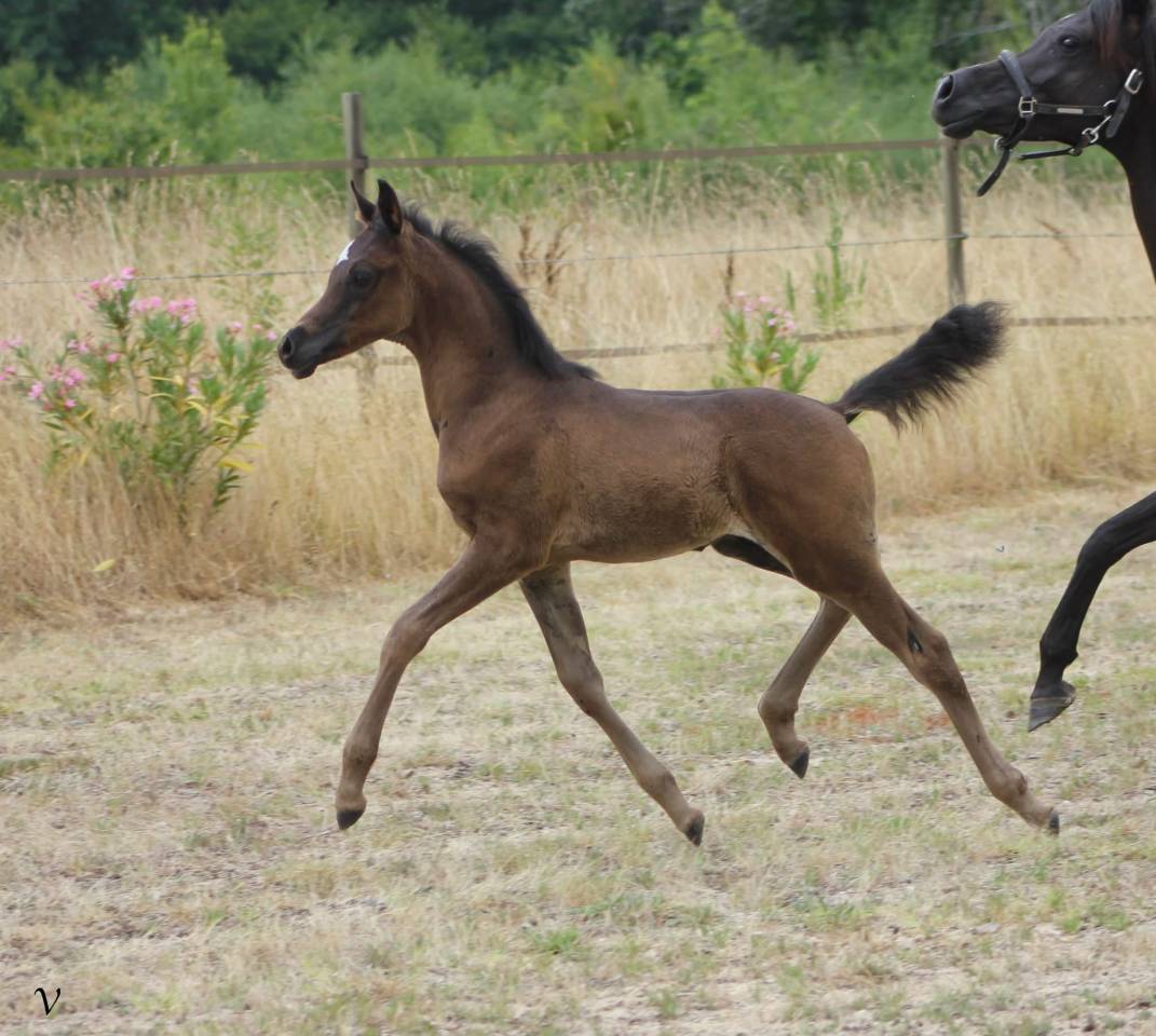 Entire Arabian For sale 2025 Black