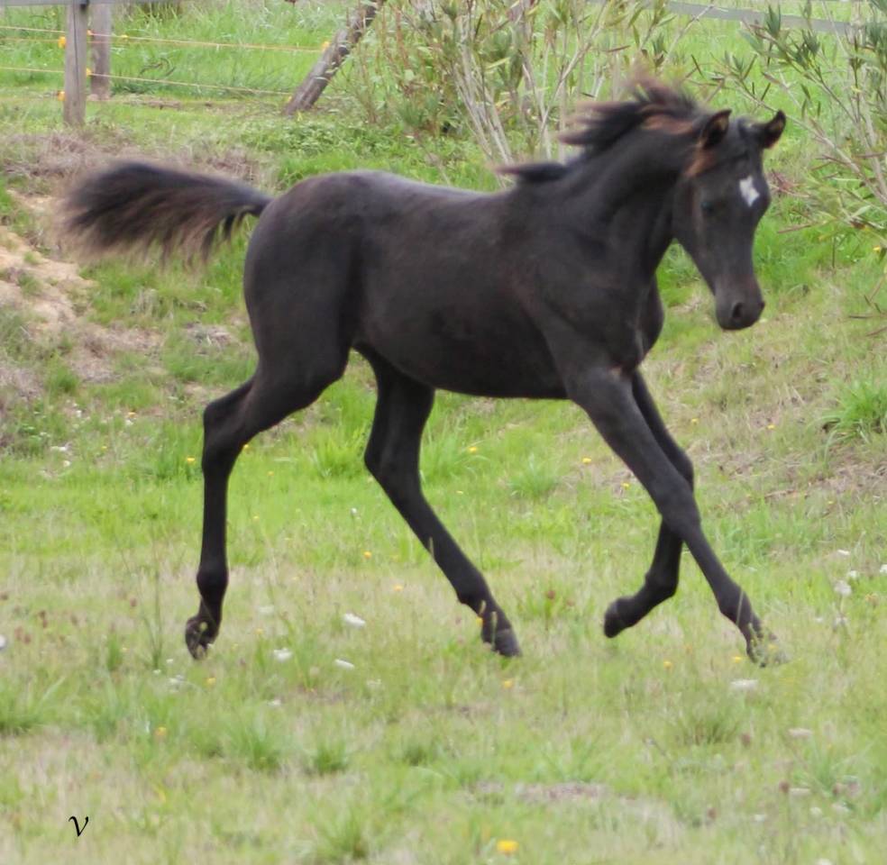 Entire Arabian For sale 2025 Black