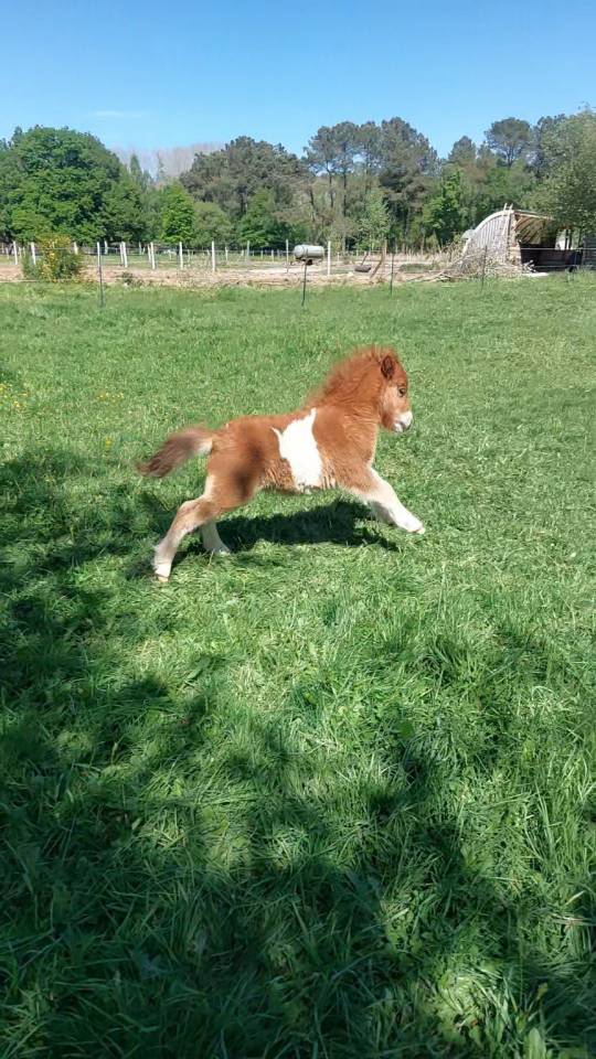 Colt Shetland Pony For sale 2026 Coloured