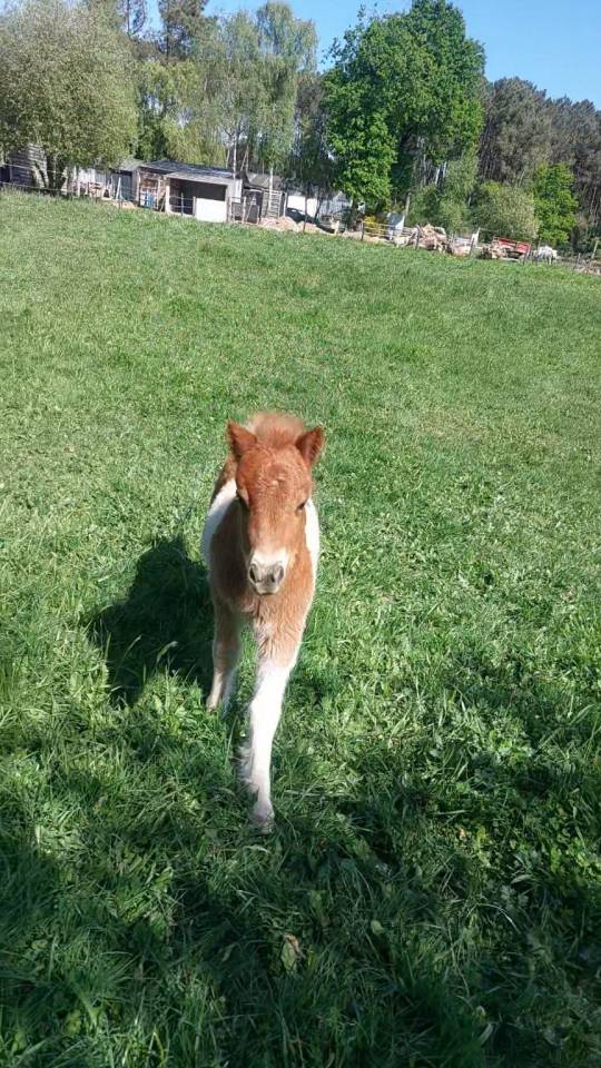Colt Shetland Pony For sale 2026 Coloured