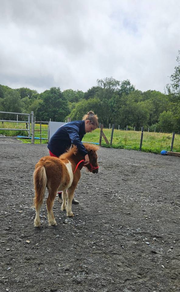 Colt Shetland Pony For sale 2026 Coloured