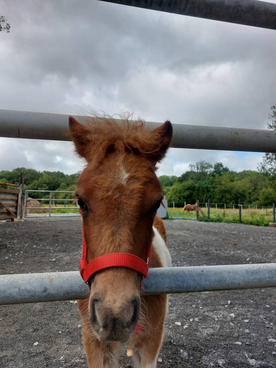 Colt Shetland Pony For sale 2026 Coloured