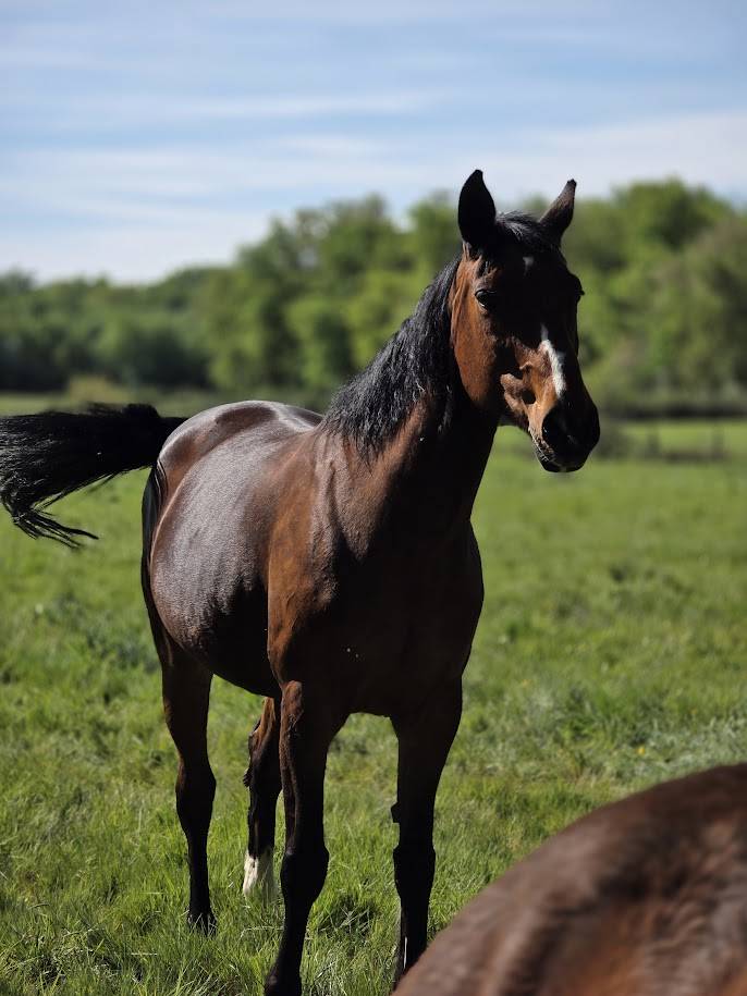 Mare Selle Fran&ccedil;ais For sale 2008 Dark Bay