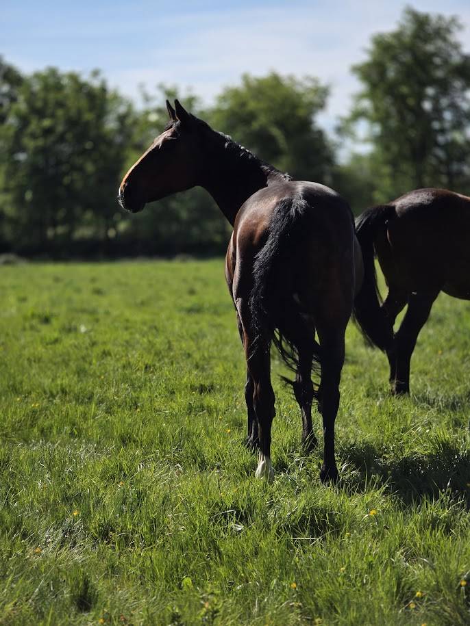 Mare Selle Fran&ccedil;ais For sale 2008 Dark Bay