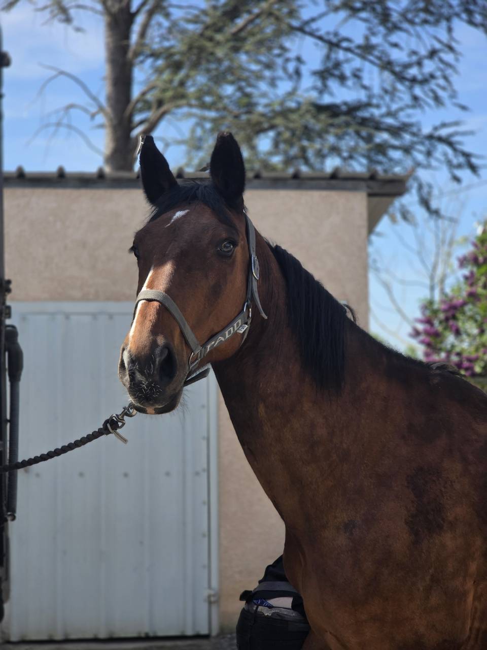 Mare Selle Fran&ccedil;ais For sale 2008 Dark Bay