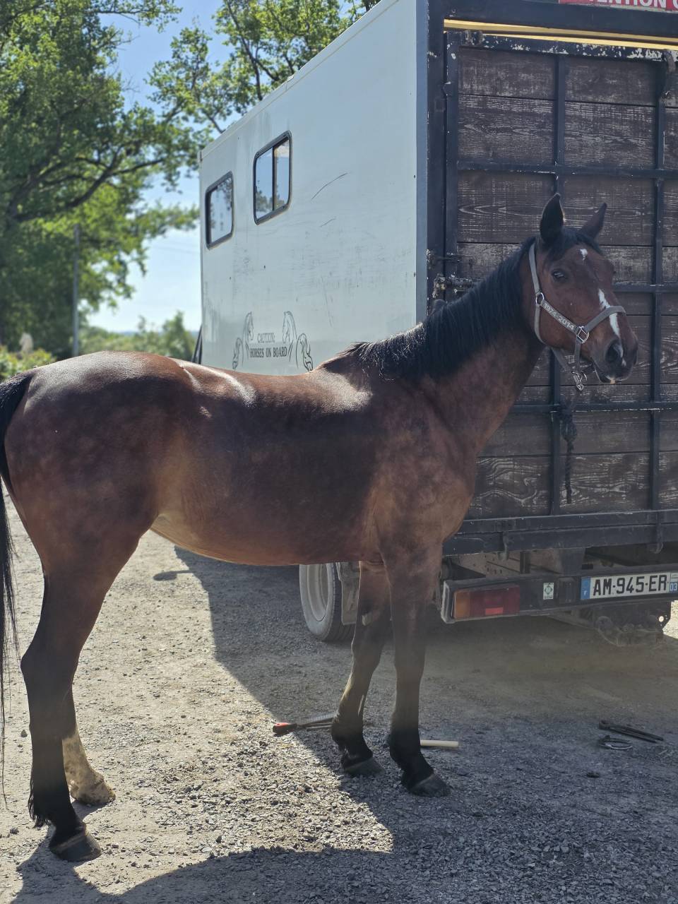Mare Selle Fran&ccedil;ais For sale 2008 Dark Bay