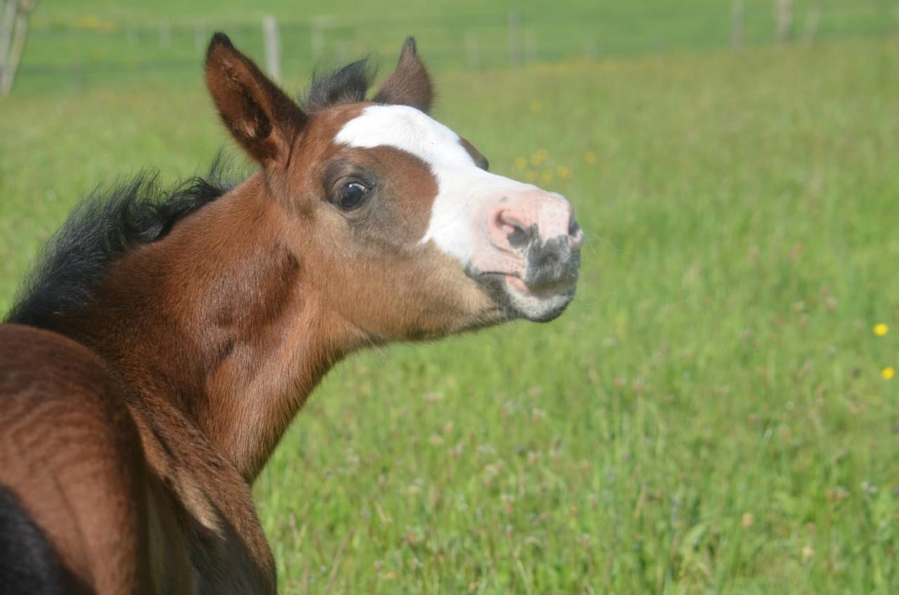 Filly Paint For sale 2026 Bay