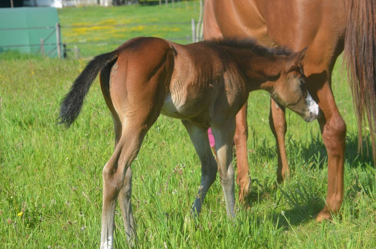 Filly Paint For sale 2026 Bay