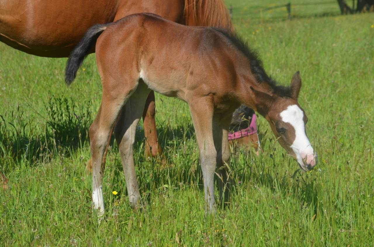 Filly Paint For sale 2026 Bay