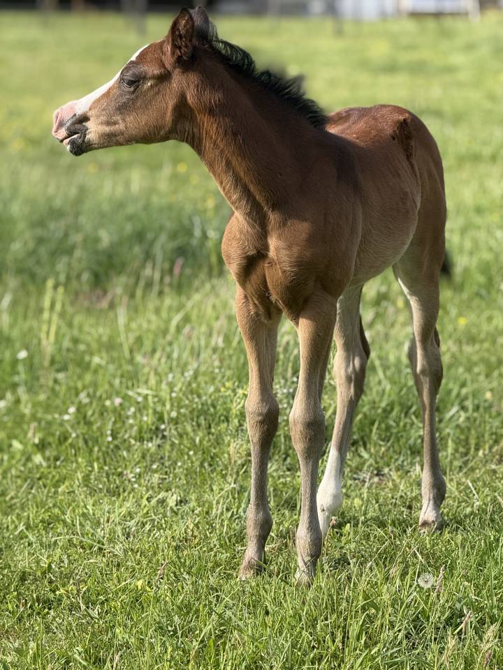 Filly Paint For sale 2026 Bay