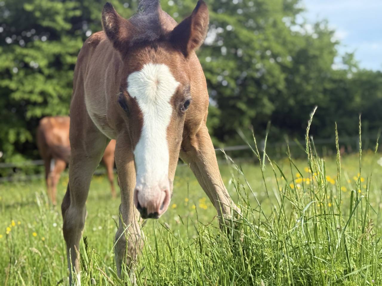 Filly Paint For sale 2026 Bay