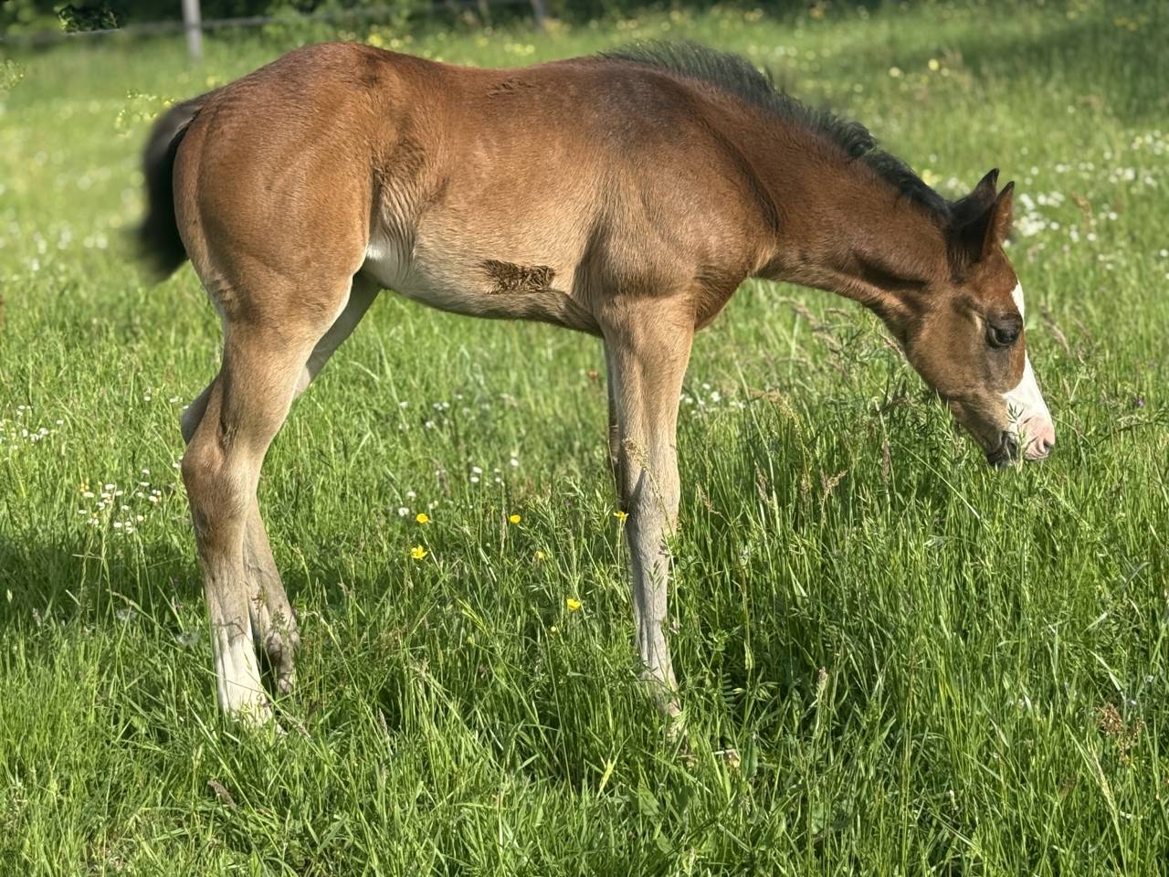 Filly Paint For sale 2026 Bay