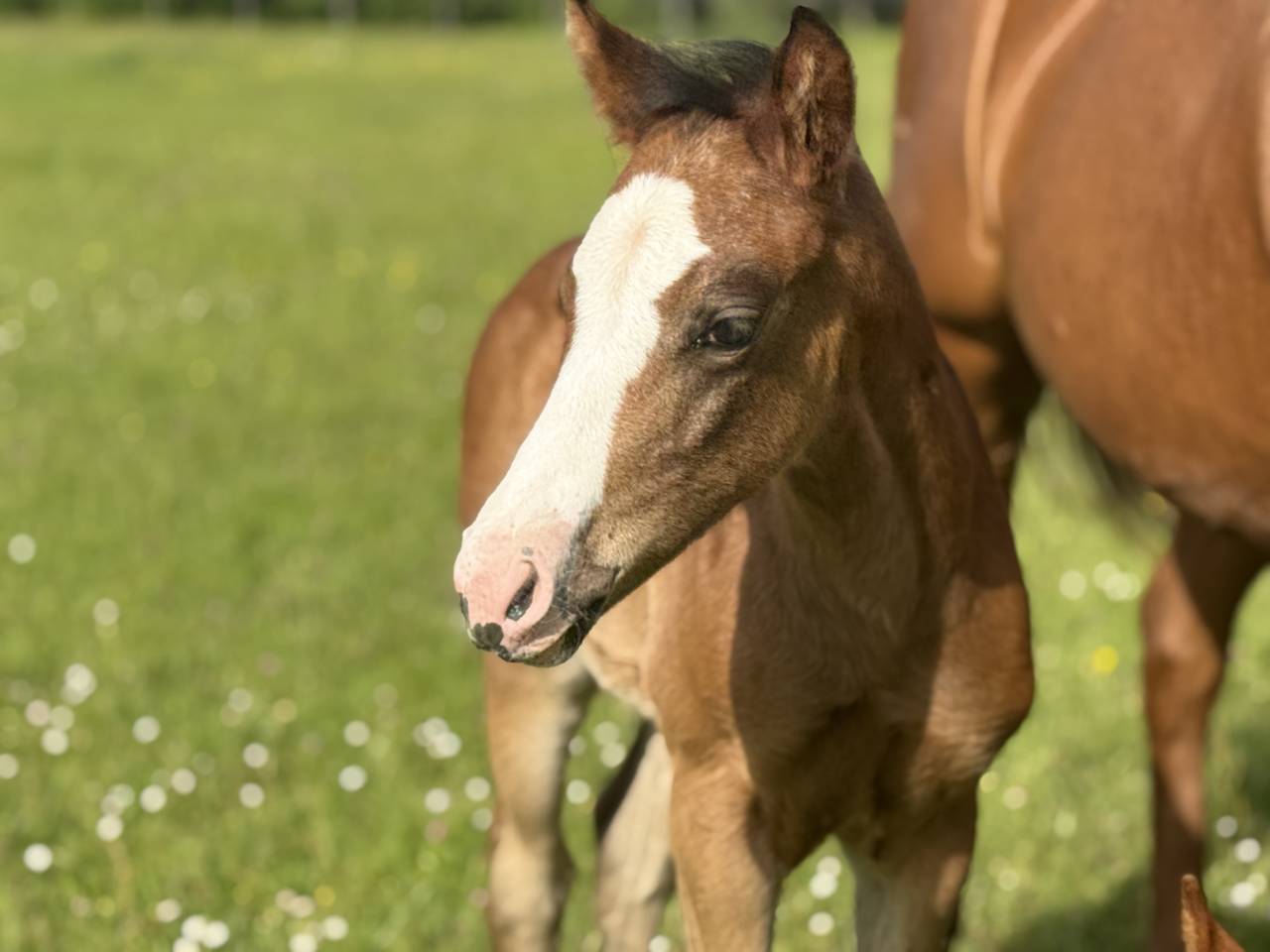Filly Paint For sale 2026 Bay