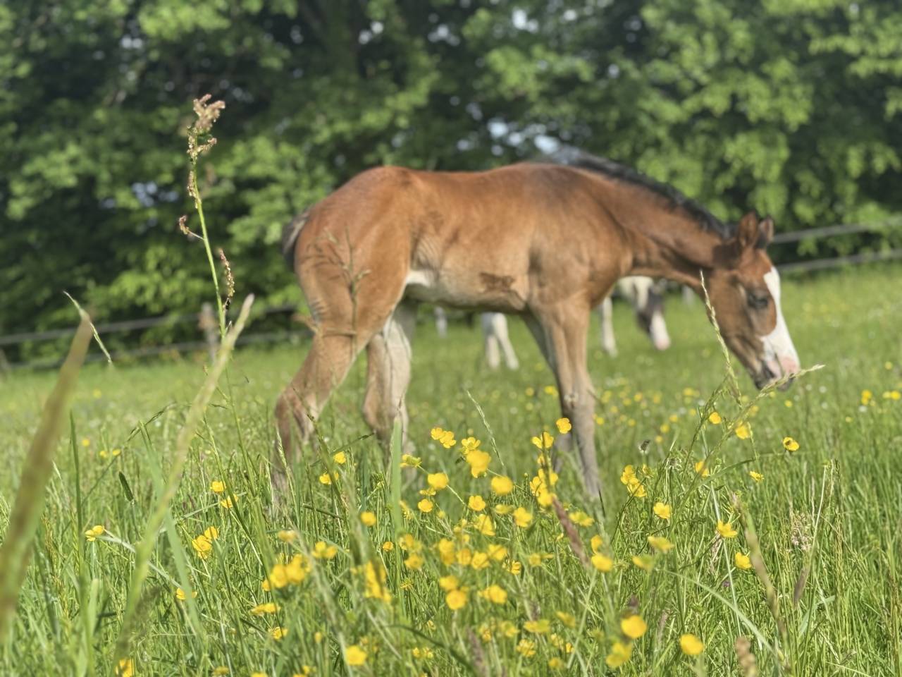 Filly Paint For sale 2026 Bay