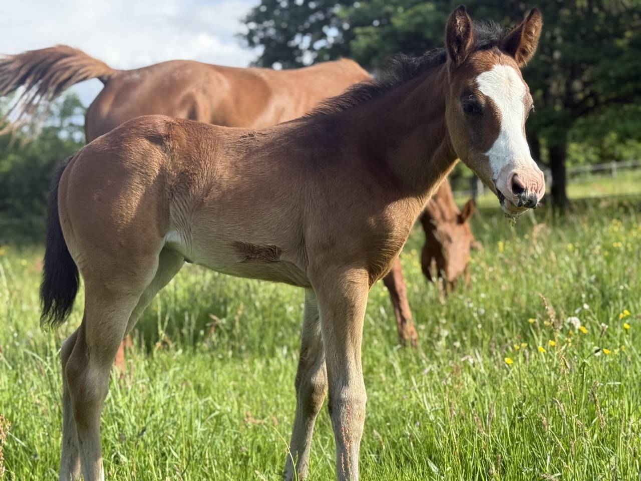 Filly Paint For sale 2026 Bay