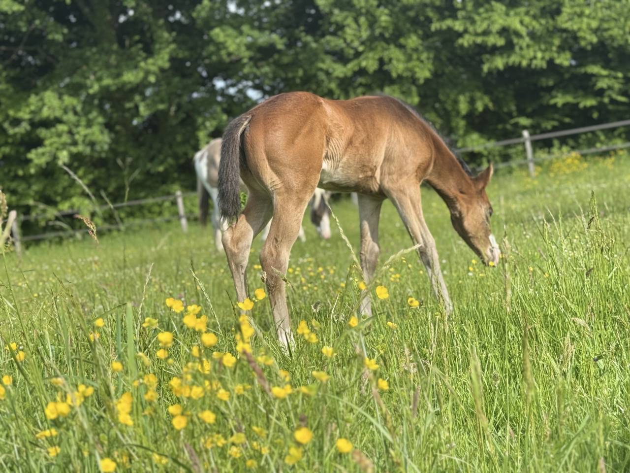 Filly Paint For sale 2026 Bay