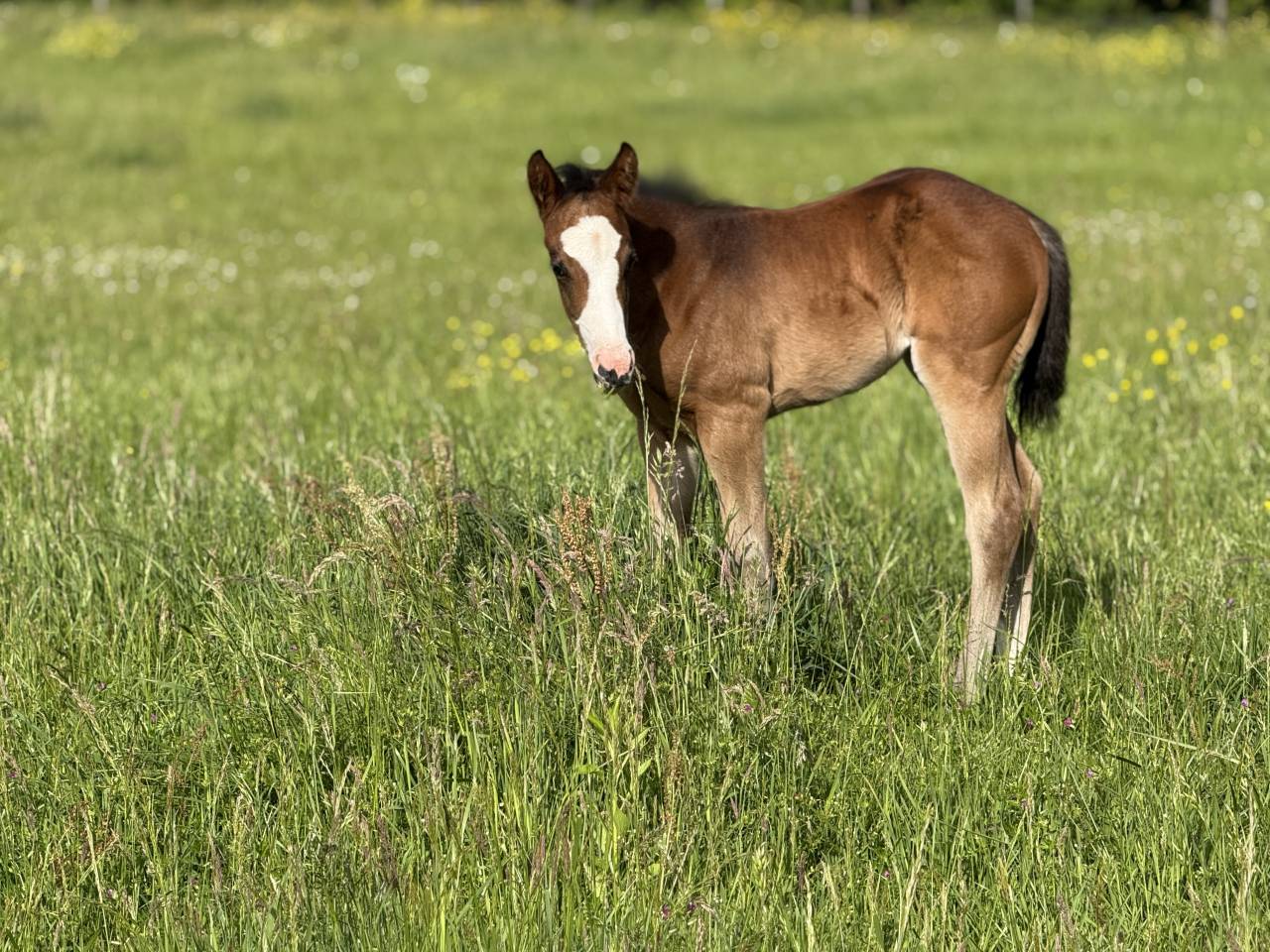 Filly Paint For sale 2026 Bay