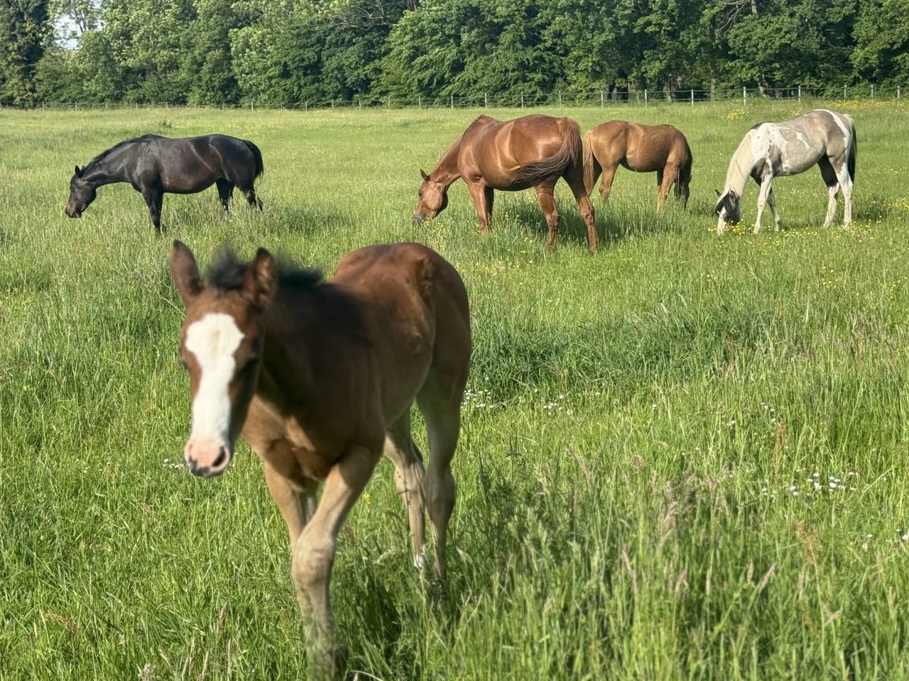 Filly Paint For sale 2026 Bay
