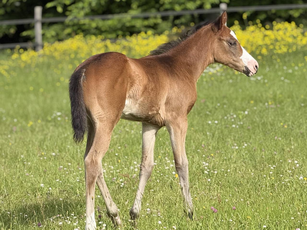 Filly Paint For sale 2026 Bay