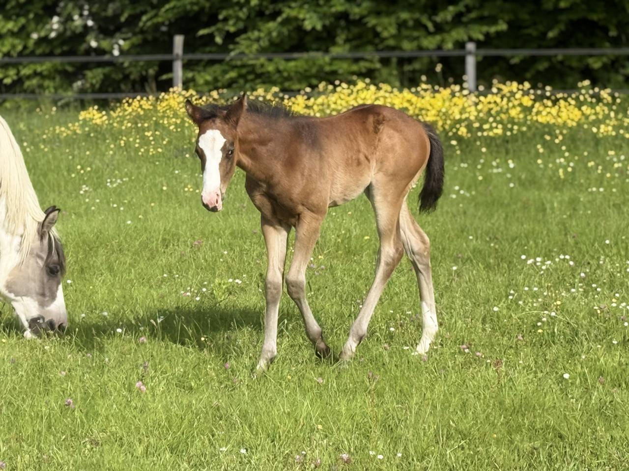 Filly Paint For sale 2026 Bay