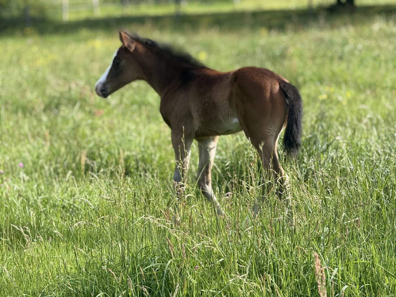 Filly Paint For sale 2026 Bay