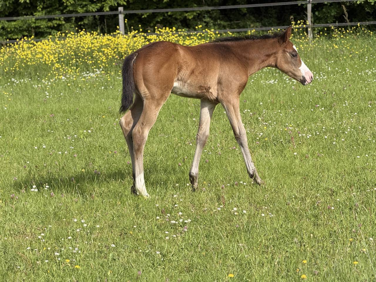Filly Paint For sale 2026 Bay