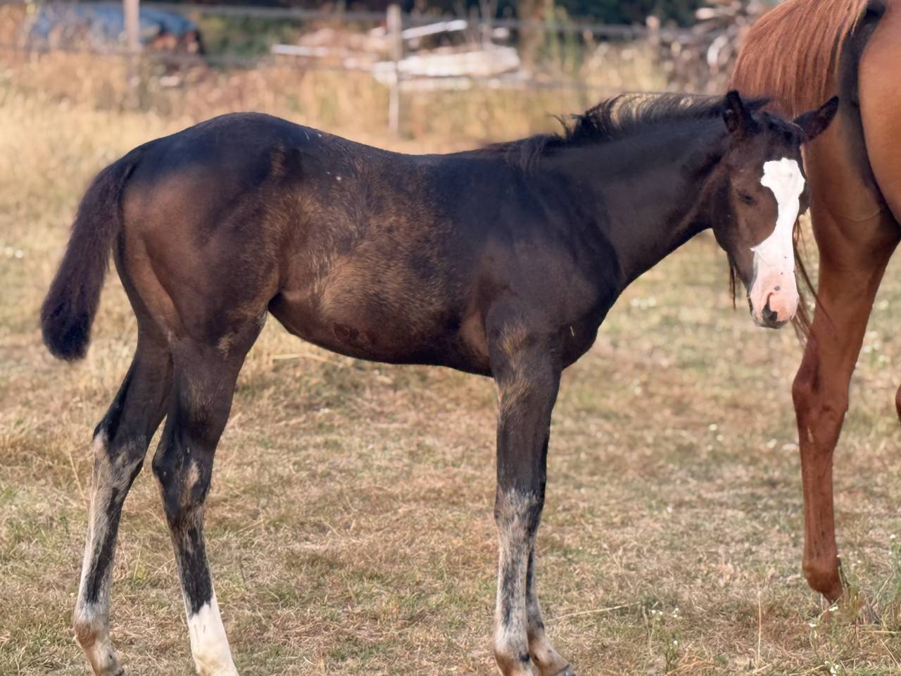 Filly Paint For sale 2026 Bay