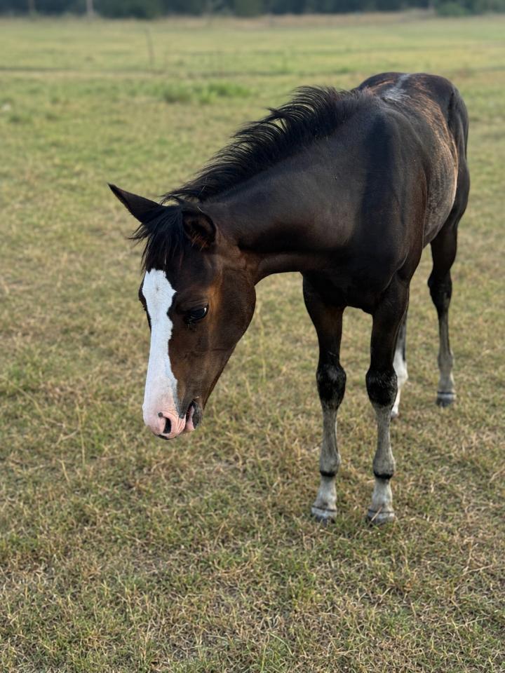 Filly Paint For sale 2026 Bay