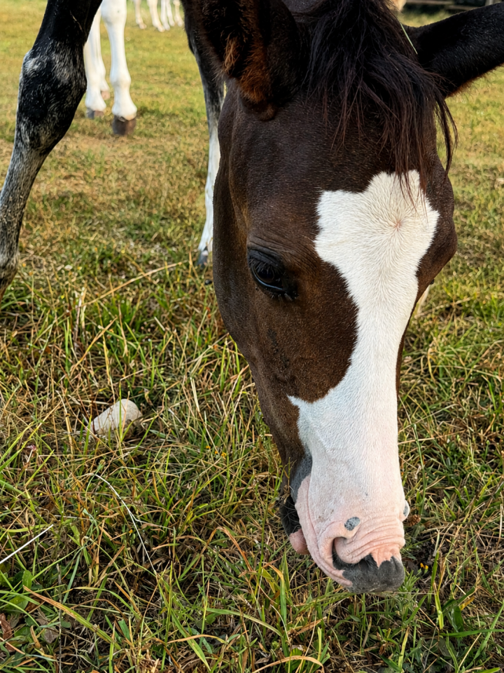 Filly Paint For sale 2026 Bay