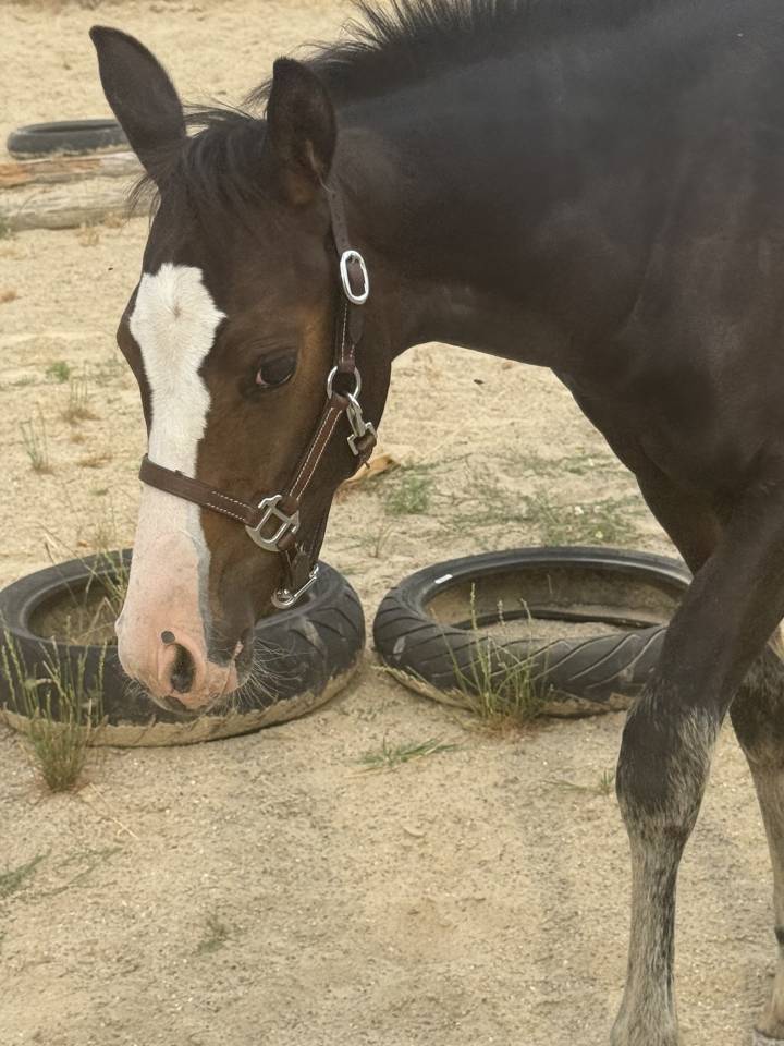 Filly Paint For sale 2026 Bay
