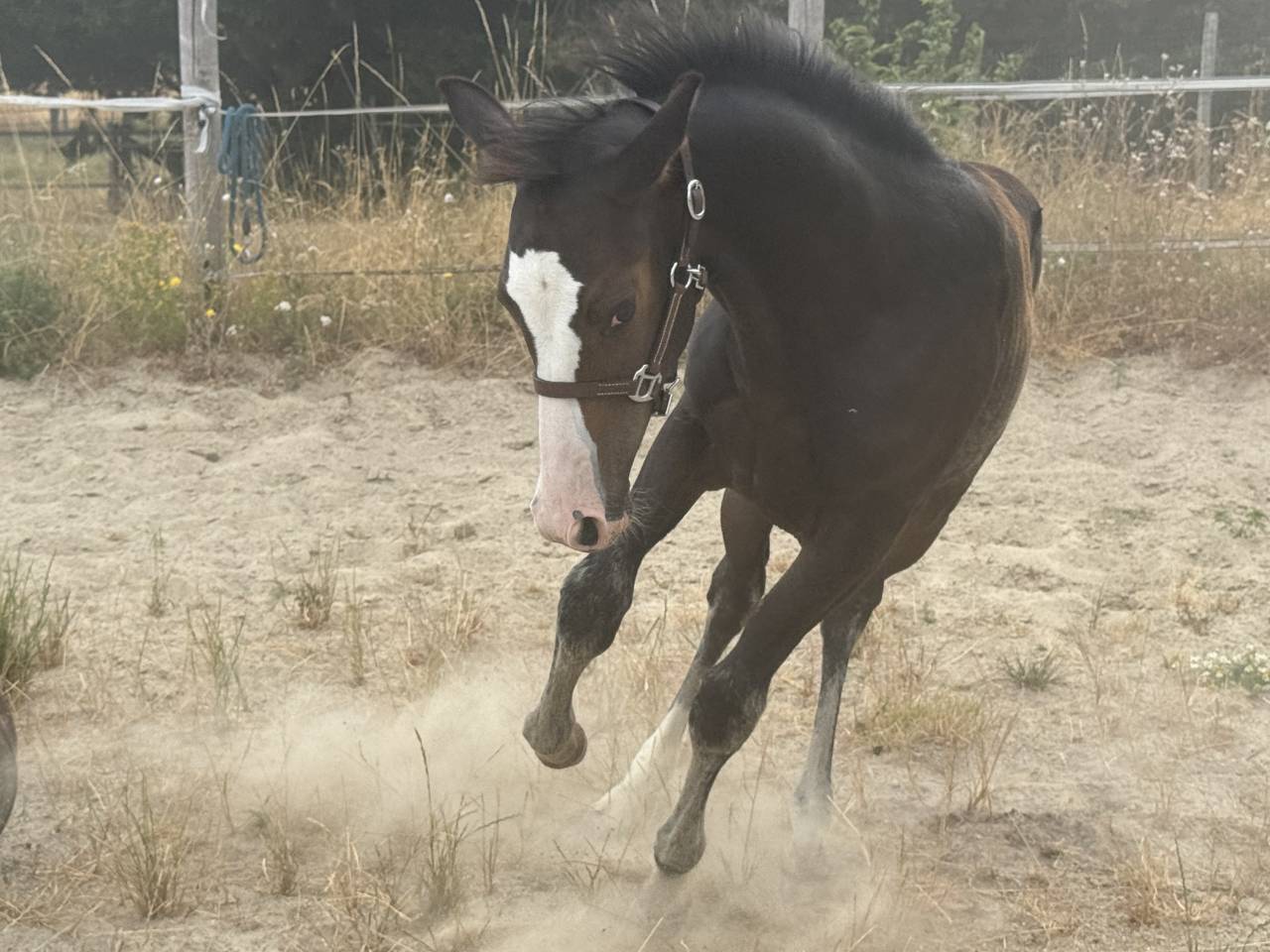 Filly Paint For sale 2026 Bay