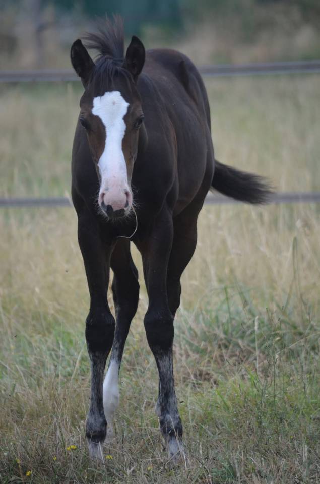 Filly Paint For sale 2026 Bay