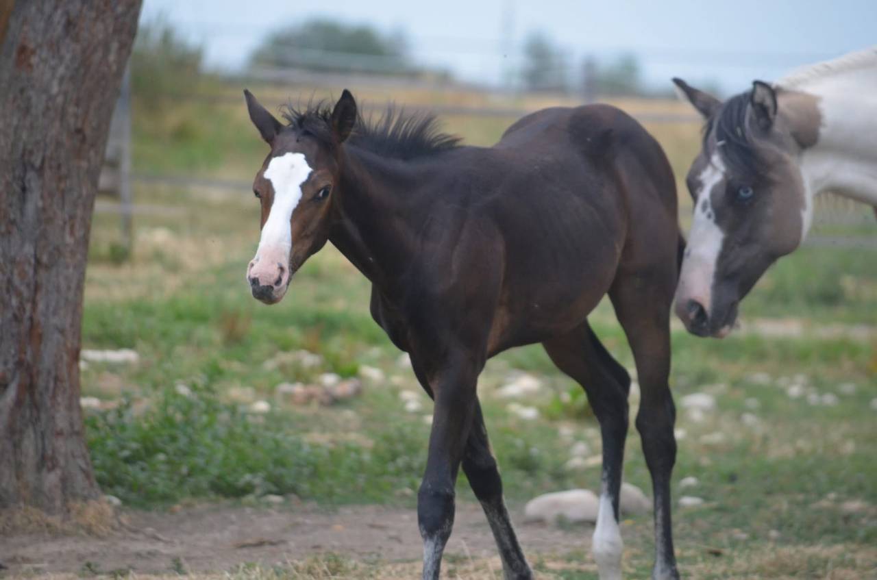 Filly Paint For sale 2026 Bay