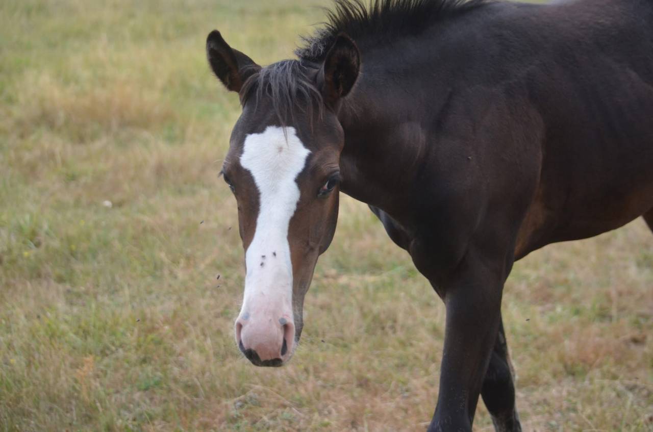Filly Paint For sale 2026 Bay