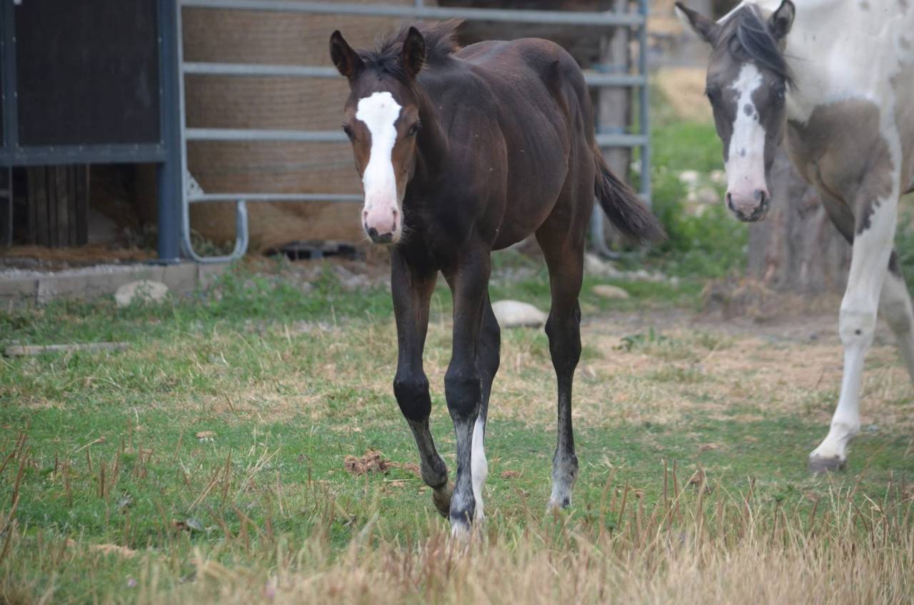 Filly Paint For sale 2026 Bay
