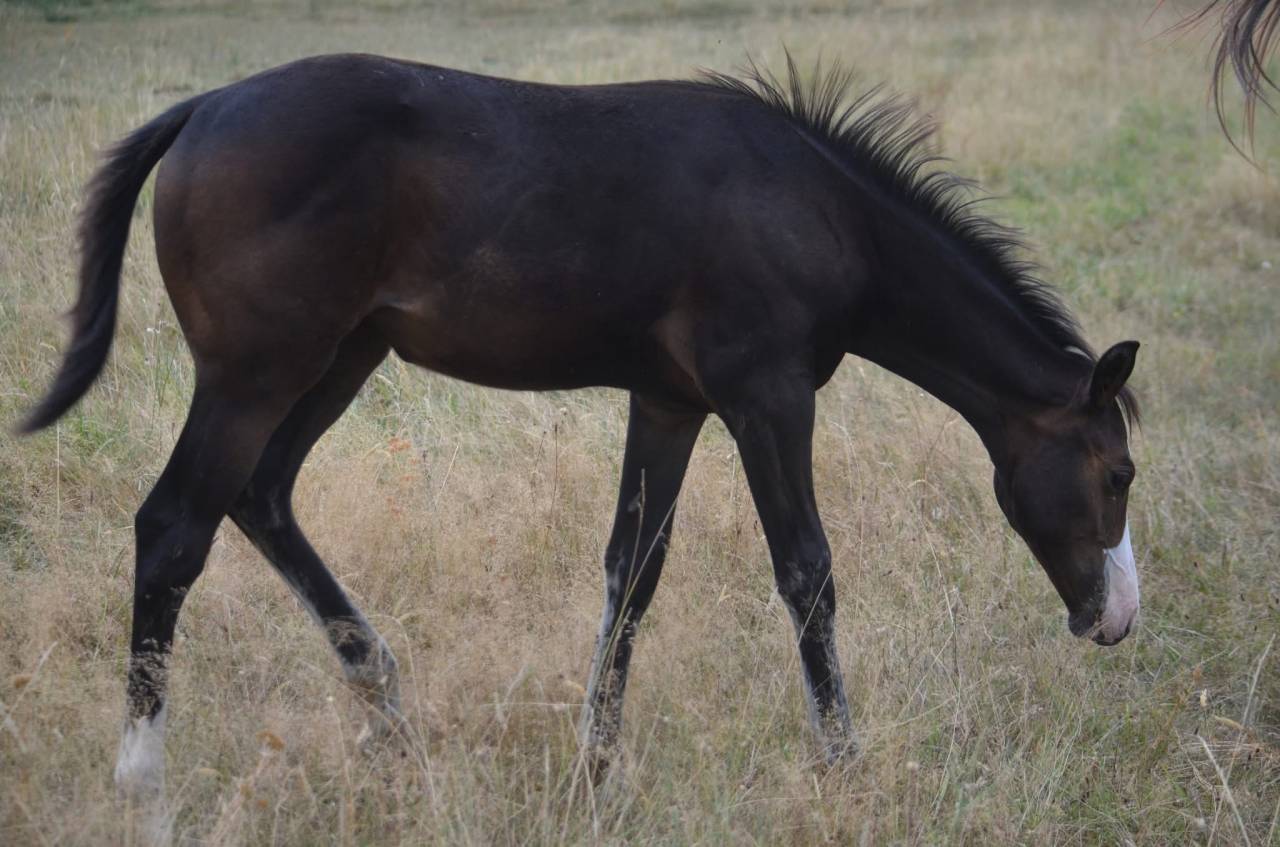 Filly Paint For sale 2026 Bay