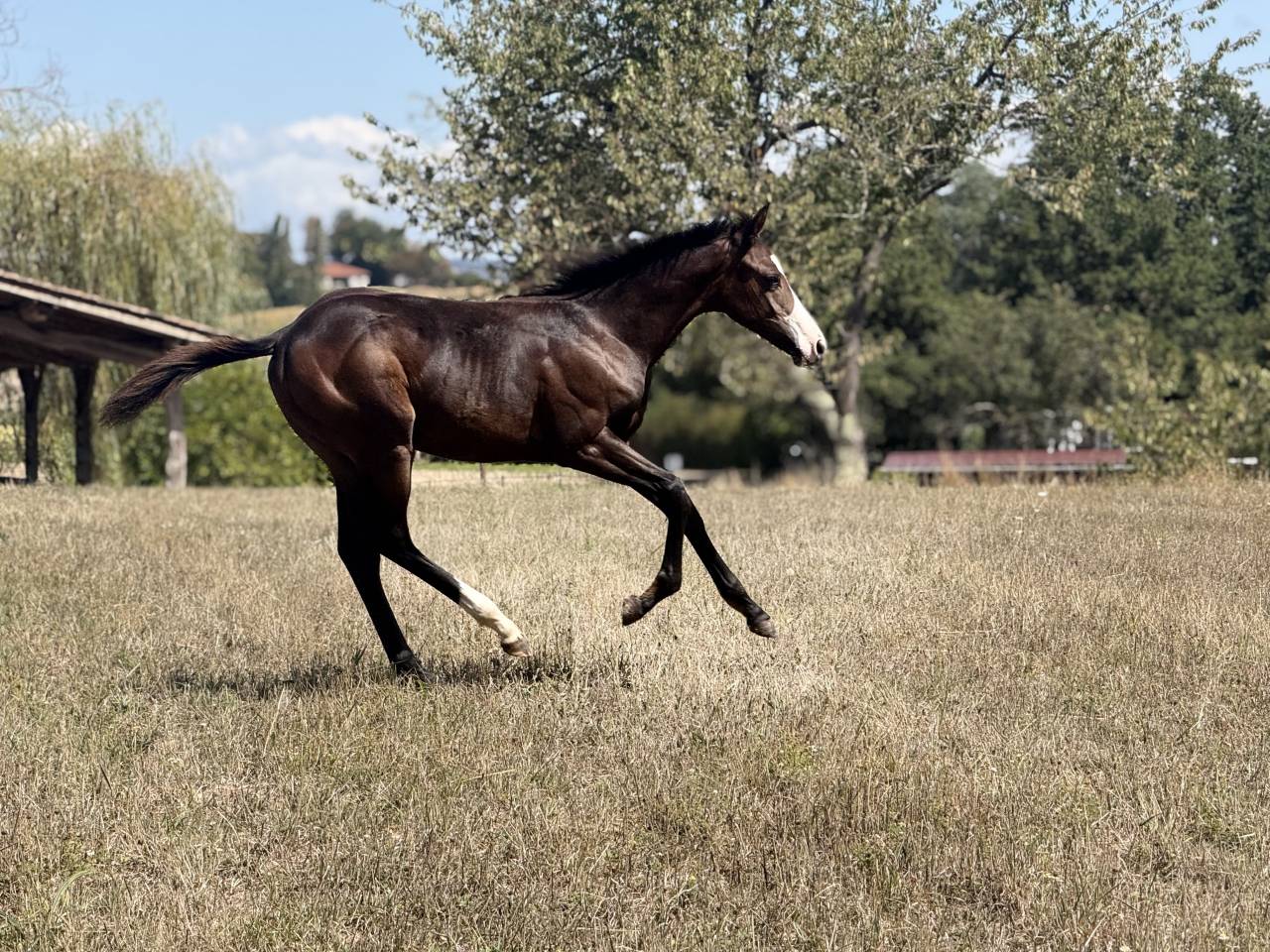 Filly Paint For sale 2026 Bay