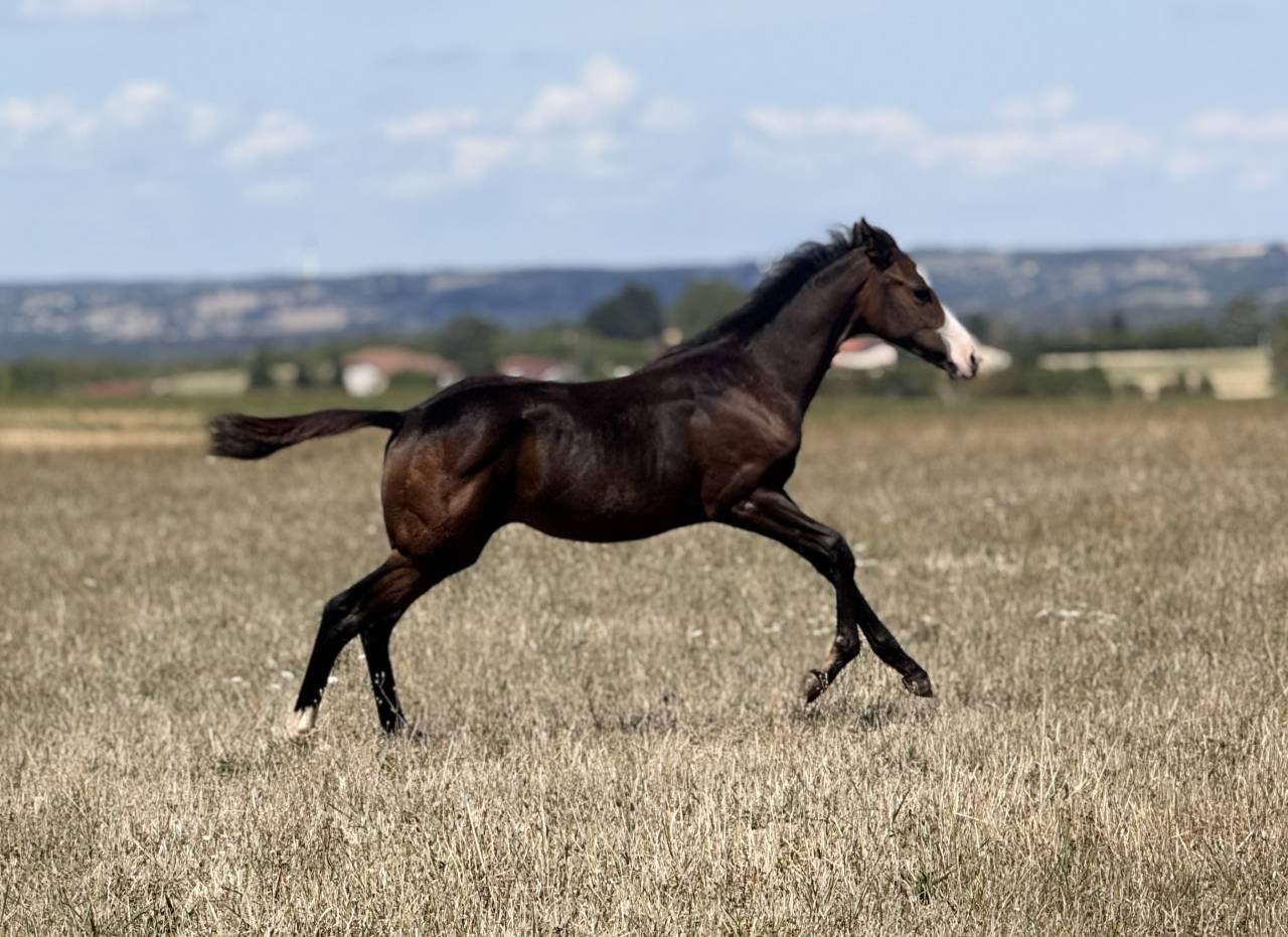 Filly Paint For sale 2026 Bay