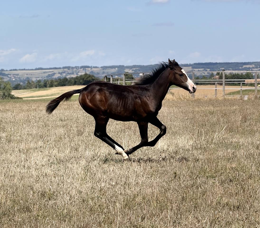 Filly Paint For sale 2026 Bay