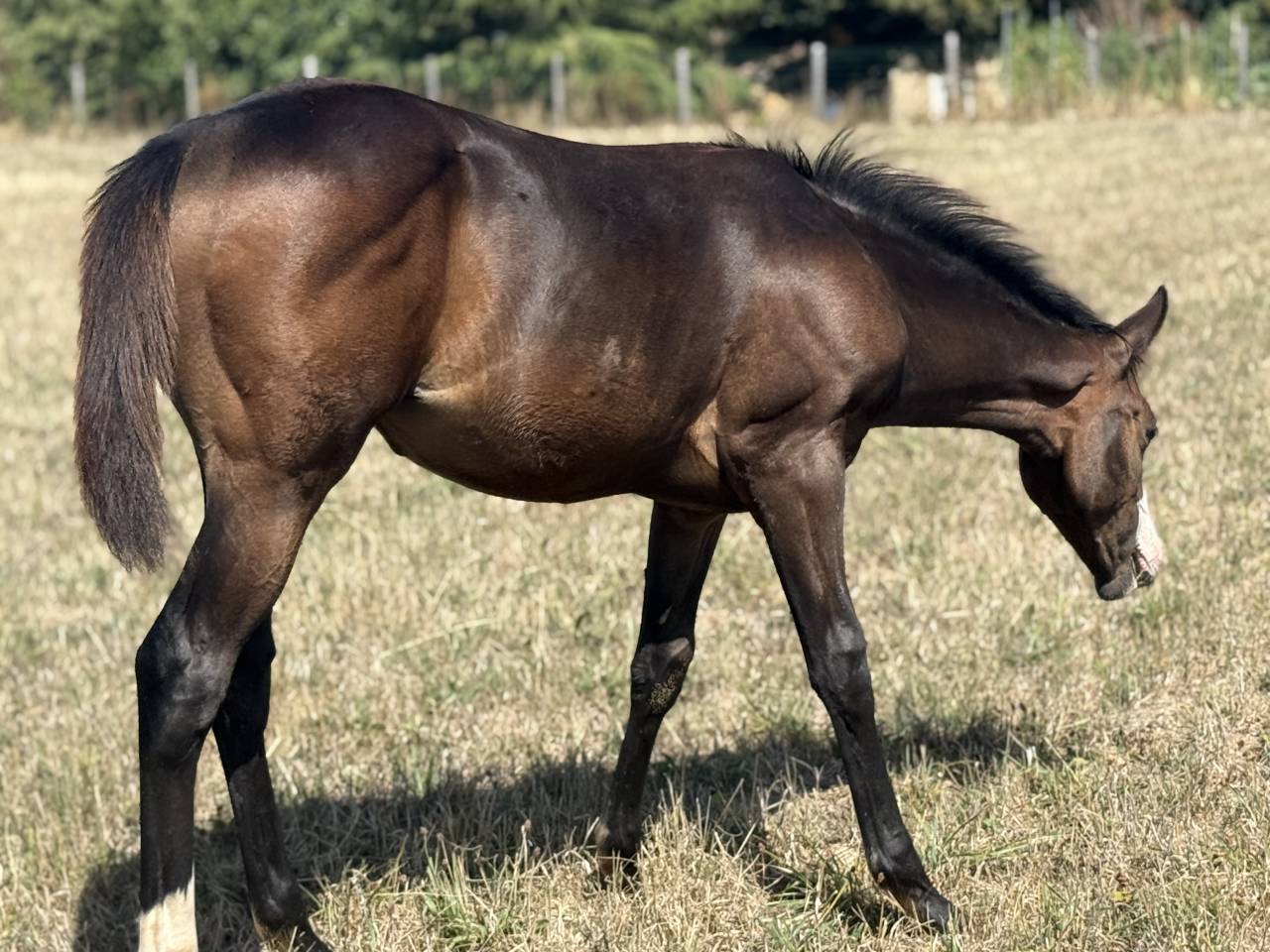 Filly Paint For sale 2026 Bay