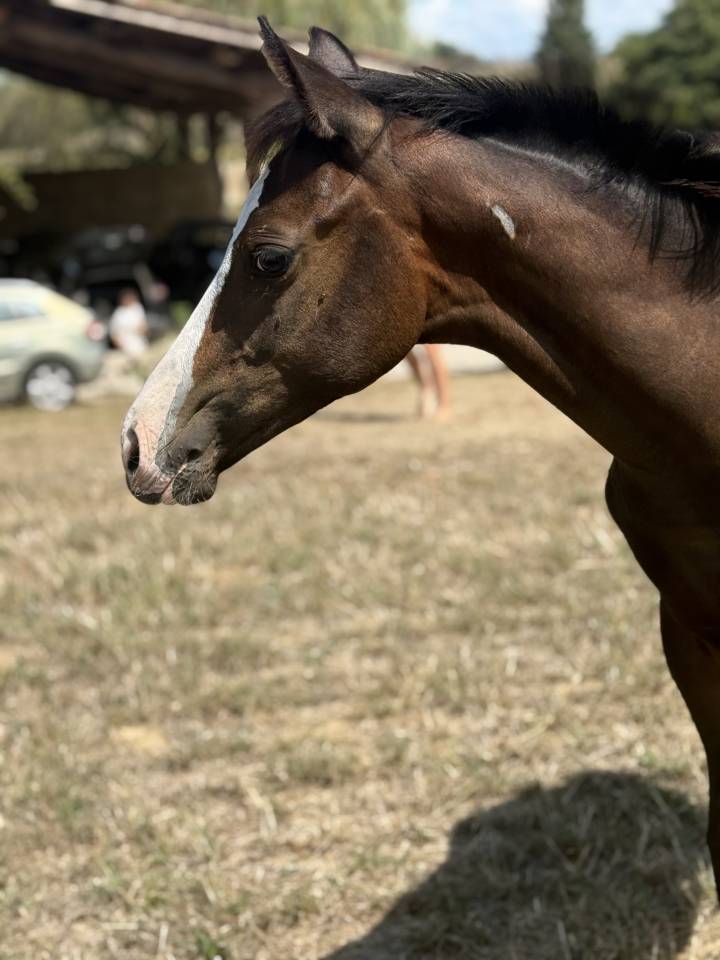 Filly Paint For sale 2026 Bay