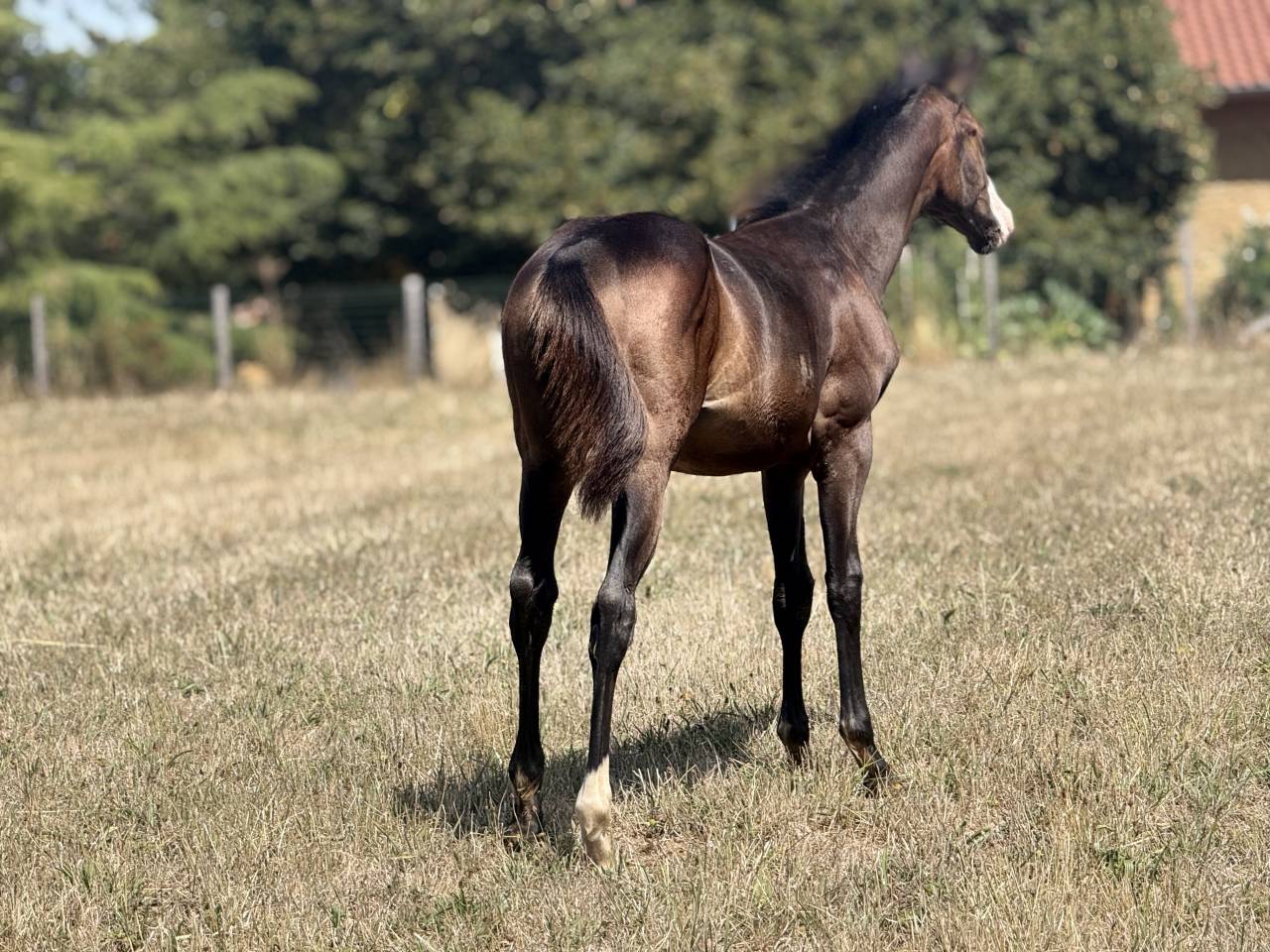 Filly Paint For sale 2026 Bay