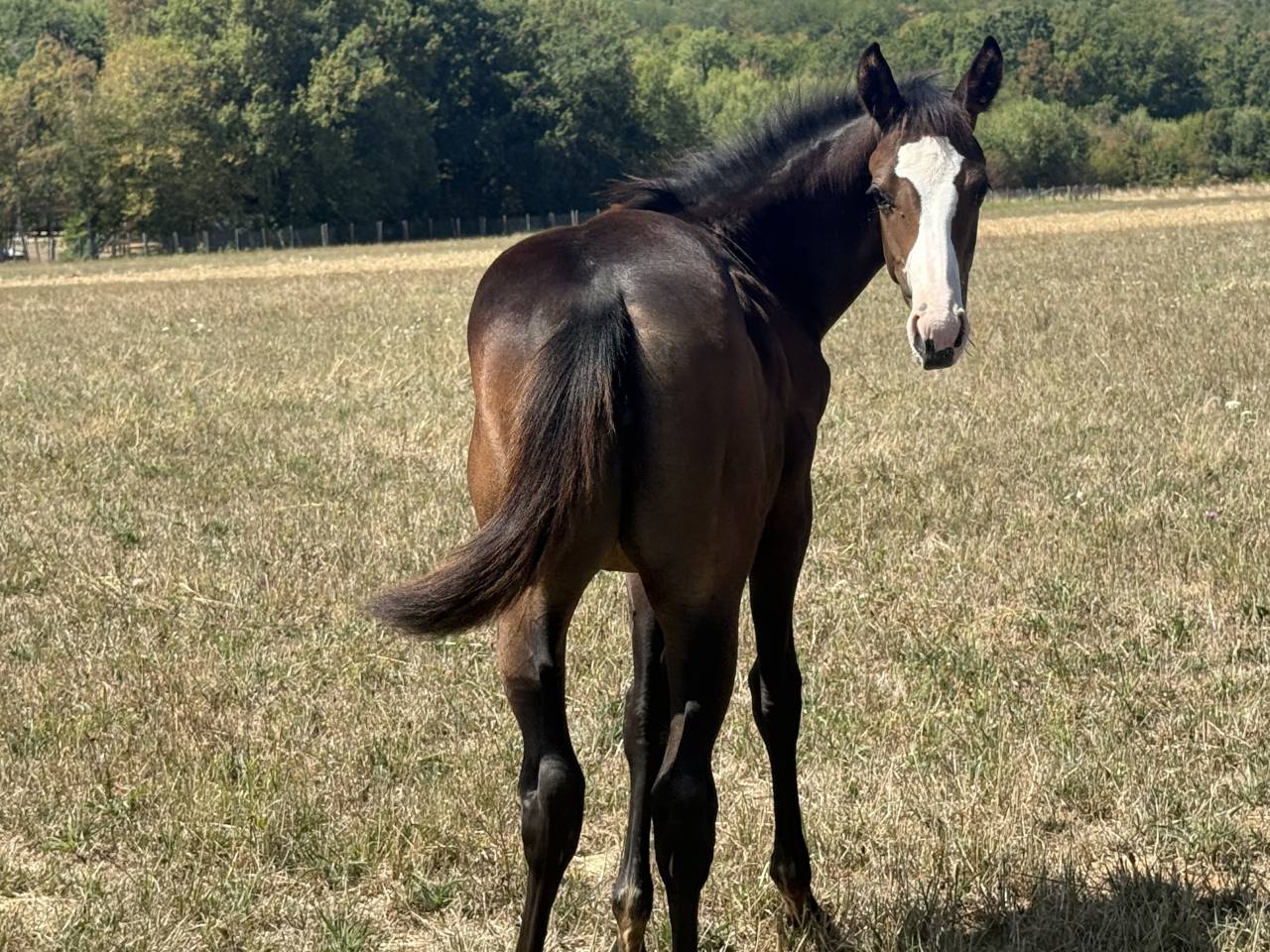 Filly Paint For sale 2026 Bay