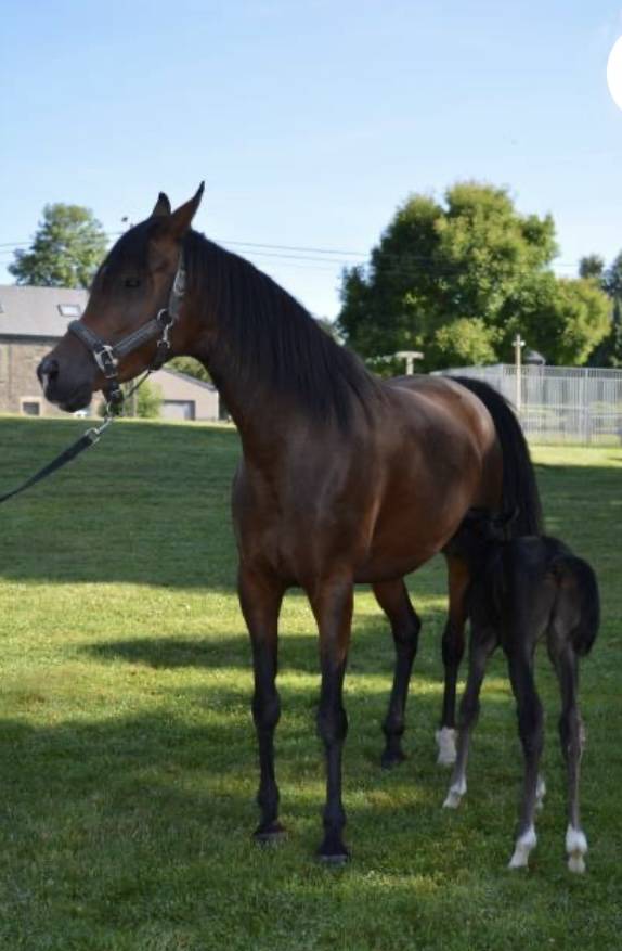 Mare Arabian Thoroughbred For sale 2020 Bay