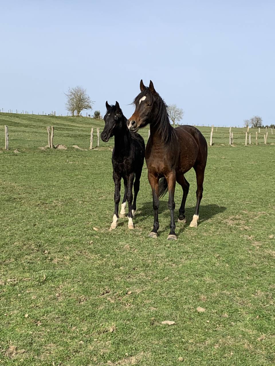 Mare Arabian Thoroughbred For sale 2020 Bay