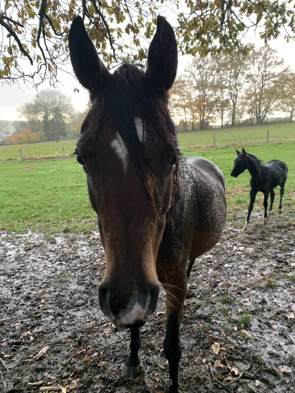 Mare Arabian Thoroughbred For sale 2020 Bay