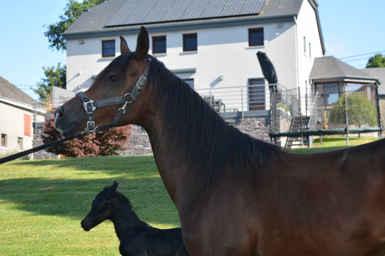 Mare Arabian Thoroughbred For sale 2020 Bay