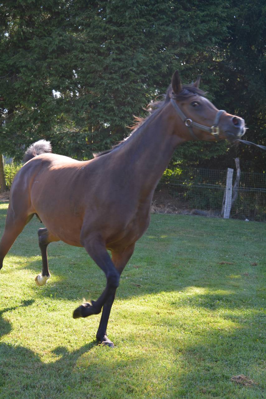 Mare Arabian Thoroughbred For sale 2020 Bay
