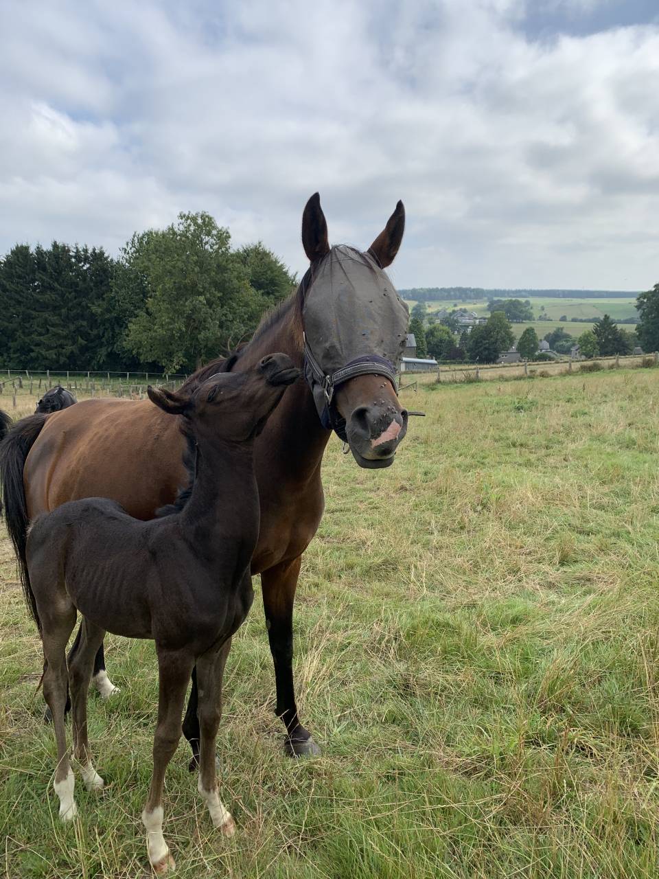 Mare Arabian Thoroughbred For sale 2020 Bay